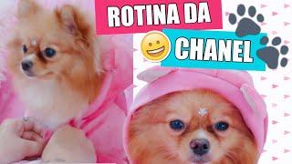 ROTINA DE BELEZA PET DA CHANEL | BRINCANDO DE BONECA