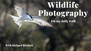 BIRD PHOTOGRAPHY | Wildlife Photography Walk | Canon 5DS(R) & Canon 100-400 Mk 2