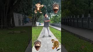 बदर मम आए पट पजम ल दख कतत आय फर बलल आई monkey cat dog funny story VFX magic video