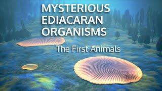 MYSTERIOUS EDIACARAN ORGANISMS - The First Animals