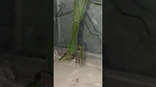 We feed are pet Praying Mantis the first cricket and it’s amazing.