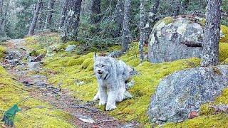 Awesome, high-res footage of lynx in Minnesota