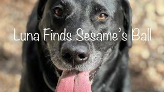 Luna Finds Sesame’s Ball, a short film by jon enos