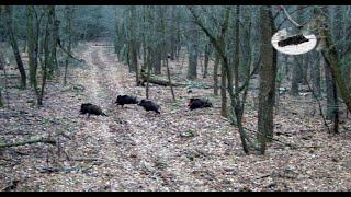 Wild boar driven hunting fever in December best moments compilation!