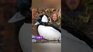 Bufflehead: Weird Wildlife #youtubeshorts