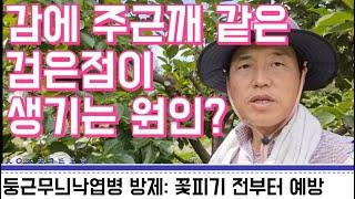 감에 주근깨 같은 검은점이 생기는 원인? / 감나무 둥근무늬낙엽병 방제?