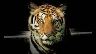 Tiger Roar Growl Sound Effect