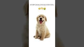 #challenge #challenge #viral #everyone #animals #like #likeforlikes #puppy #share #subscribe #viral