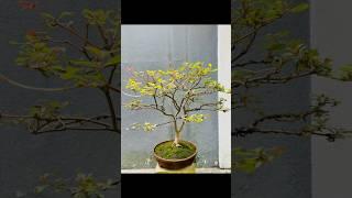 Report Fire bush Bonsai Tree ️ 盆栽 ️ 盆栽の芸術