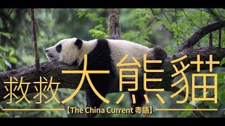 救救大熊貓  | The China Current 粵語