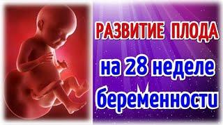 Развитие плода на 28 неделе беременности/Календарь беременности!