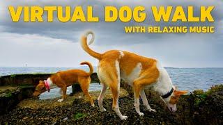 [NO ADS] TV for Dogs  Dog Walking in Nature on the Beach  Relaxing Music for Dogs