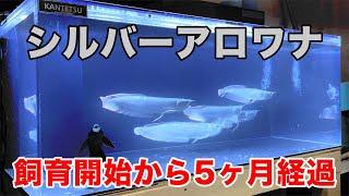 シルバーアロワナ 飼育記録 #14 〜飼育開始5ヶ月と喧嘩しない混泳について〜