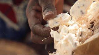 The latest superfruit? Senegal hopes to cash in on fruit of baobab tree