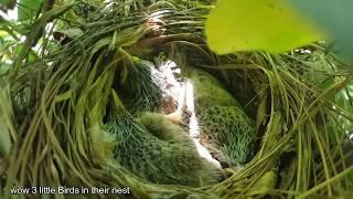 Do not disturb birds nest || Birds Nest Video || Found Baby Birds in a nest