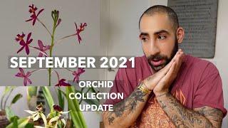 September 2021 Orchid Collection Update