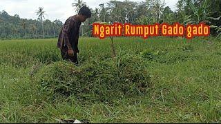 Habis hujan deras gas ngarit rumput liar lagi bolo, rumput gado gado kita angkut...