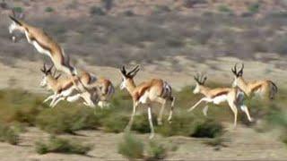 Cheetah Family vs Springbok | Wild Africa | BBC Studios