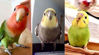 FUNNY AND CUTE PARROTS - TRY NOT TO LAUGH!! ️