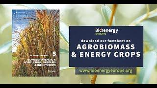 Agricultural Biomass for Energy Crops Series: Short Rotation Coppice Willow