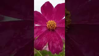 Cosmos flowers | Nature season