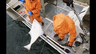 Lets Catch Some Halibut! - Starting Our Halibut Longline Season | Alaska Halibut 2024