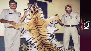  India: Last of the Tigers | 101 East