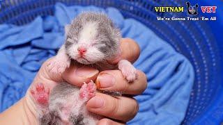 2 days old baby kittens first time at VET – Animal vet Clinic