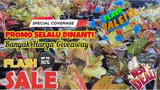 PROMO SELALU DINANTI….. Aglaonema Size Besar Tapi Harga Ekomonis Banget,,, eps 1022