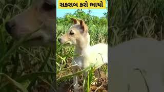 ભોળા દાદા ની કોમેડી | #viral #youtubeshorts #deshi #gujarat #trending