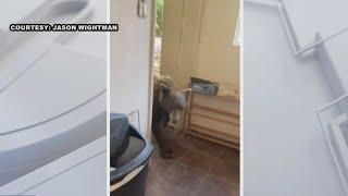 Bear walks into Sierra Madre home