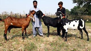 GIANT PREGNANT BEETAL GOAT OF EJAZ BHAI | TARIQ GOAT INFO