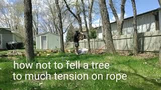 How NOT to fell a tree