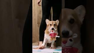 cute trick for corgi #corgitricks #triol