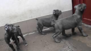 CANE CORSO females 70 days old. Blue puppies