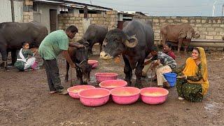 Gujarat ki top Jafrabadi buffalo Gujarat Priyanka dinu dairy farm