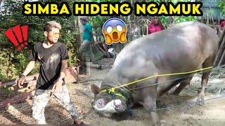 TOLONG‼️ SAPI KITA NGAMUK SEMUA LARI KETAKUTAN‼️