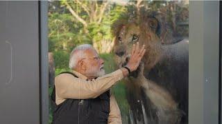 PM Narendra Modi visits Anant Ambani's Vantara; meets Golden tiger & feeds lion cubs | UNCUT video