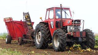 SPECIAL MASSEY FERGUSON 178 4WD TRACTOR - HARVESTING SUGARBEETS