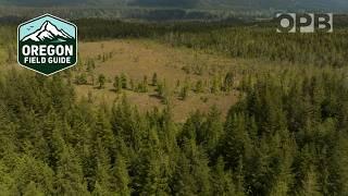 A mysterious, rare bog is full of surprises on Washington’s Olympic Peninsula | Oregon Field Guide