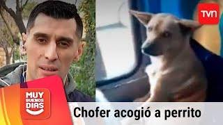 ¡Puro amor! Chofer permitió que un perro subiera y durmiera en la micro | Muy buenos días