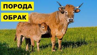 Разведение породы коров Обрак как бизнес идея | КРС |Корова Обрак