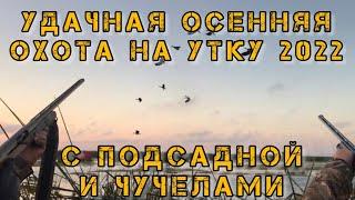 Утиные истории. Удачная охота на утку осень 2022. Охота с подсадной и чучелами. Много уток в угодьях