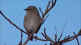 Dunnock Song