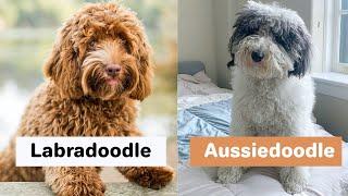 Labradoodle vs Aussiedoodle (Differences)