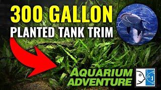 Trimming 300 Gallon Planted Tank - Aquarium Adventure Hoffman Estates