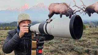 Predawn Elk Rut in the Grand Tetons | Capturing Wildlife in Low Light with the Canon R5 II