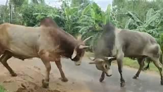 Bulls fight on the village road and villagers role