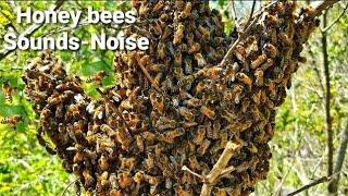 Honey Bees Sounds | Bees Sounds | Bee Buzzing Sound Effect | Honey bee Sound Effects With Video