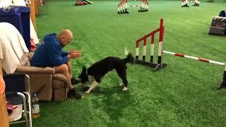 OneMind Dogs - Lazy day in agility